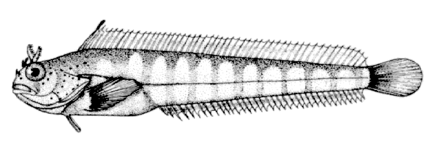 Chirolophis ascanii