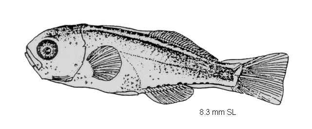 Chirodactylus brachydactylus