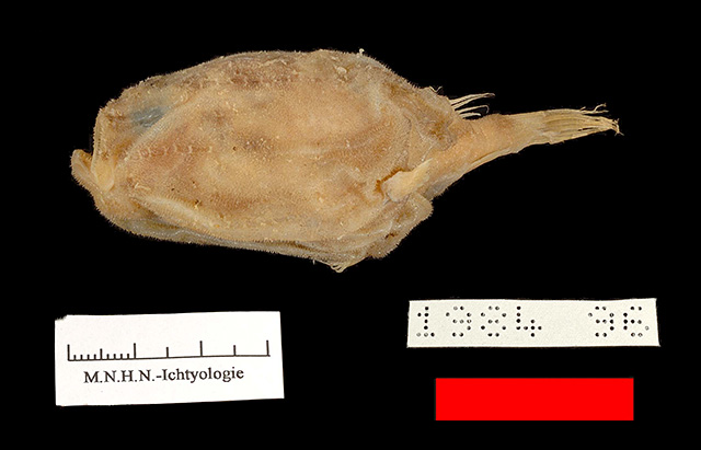 Chaunax latipunctatus