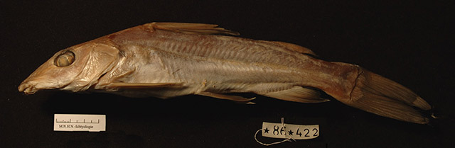 Chrysichthys ogooensis