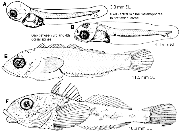 Chitonotus pugetensis