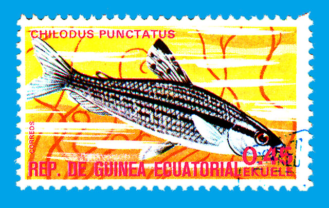 Chilodus punctatus