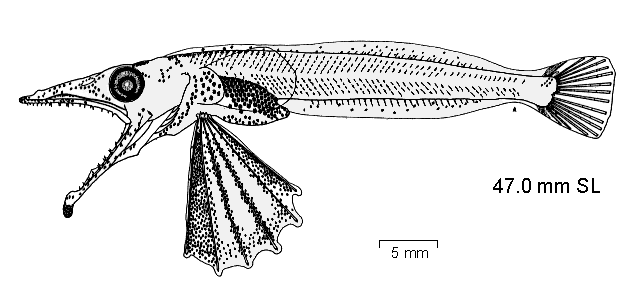 Chionodraco rastrospinosus