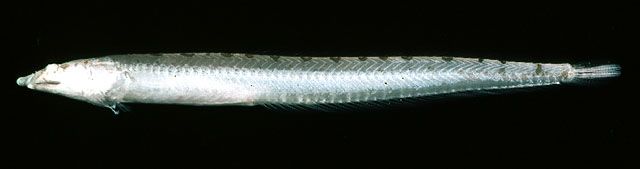 Chalixodytes tauensis