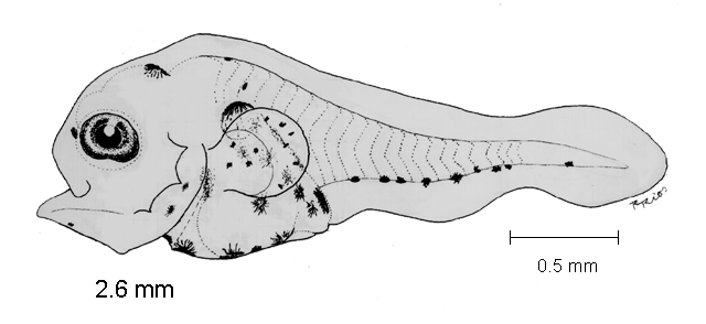 Chaetodipterus zonatus