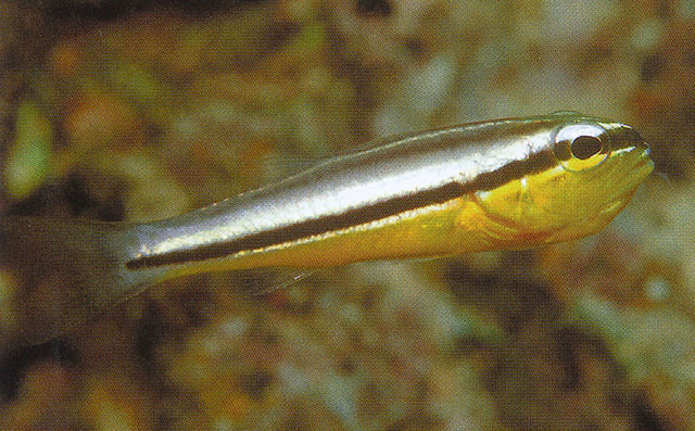 Cheilodipterus zonatus