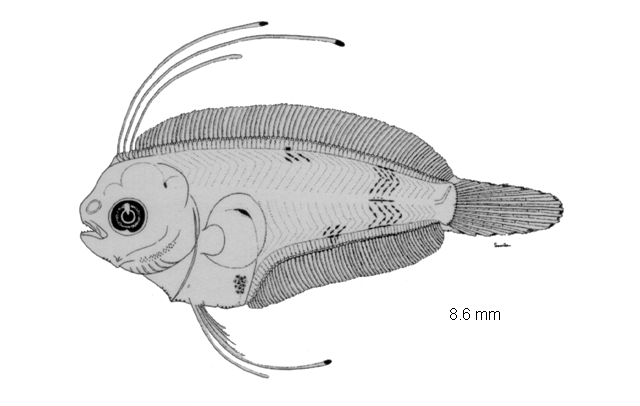 Citharichthys platophrys