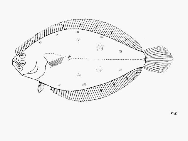 Citharichthys stampflii