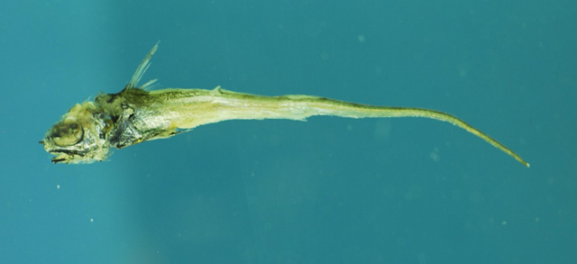 Coryphaenoides alateralis