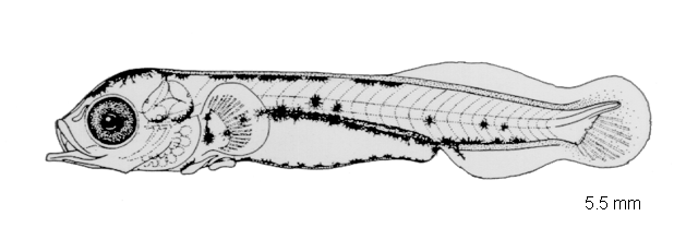 Conidens laticephalus