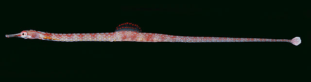 Corythoichthys nigripectus