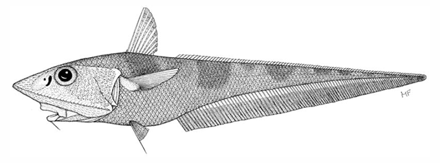 Coelorinchus osipullus