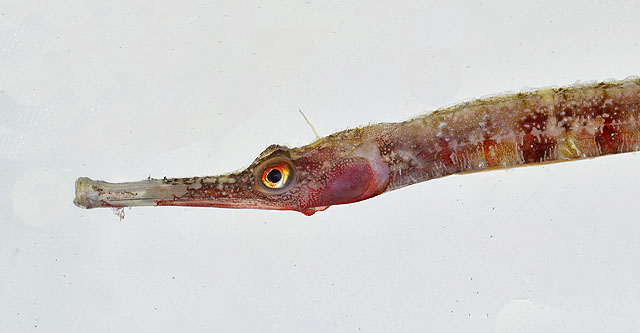 Cosmocampus profundus