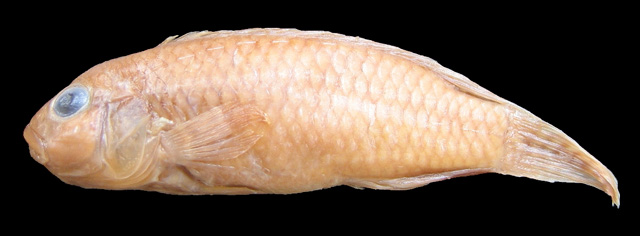 Congochromis pugnatus