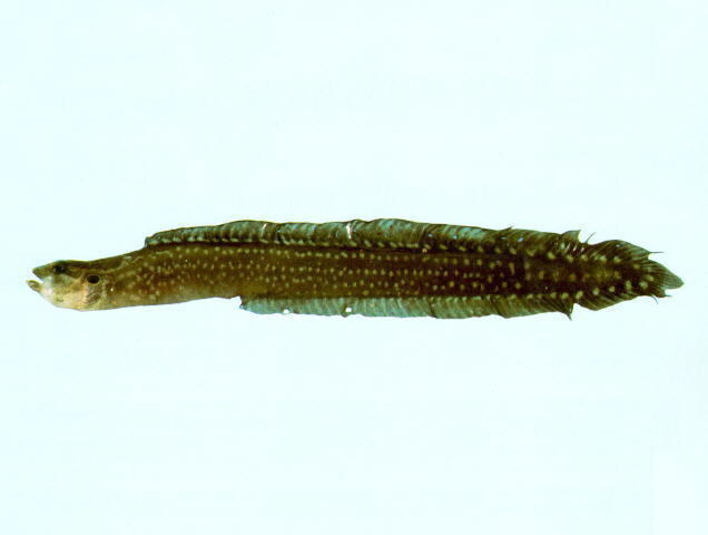 Congrogadus spinifer