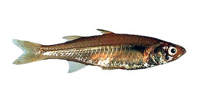 Craterocephalus cuneiceps