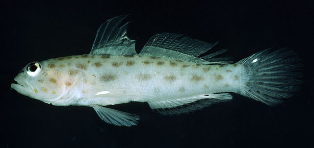 Ctenogobiops pomastictus