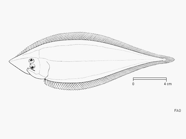 Cynoglossus acutirostris