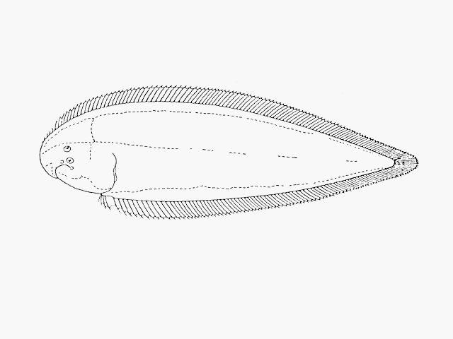 Cynoglossus capensis