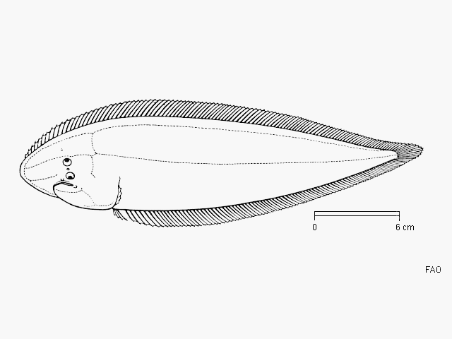 Cynoglossus dubius