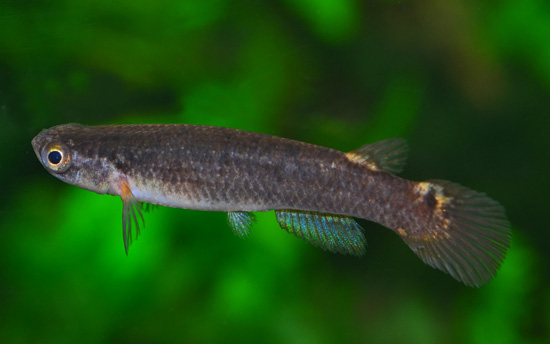 Cynodonichthys fuscolineatus