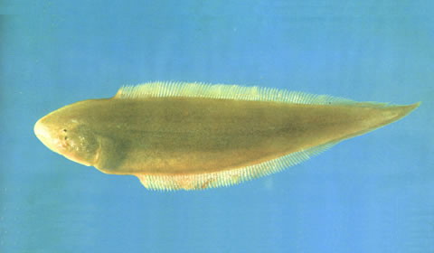Cynoglossus gracilis