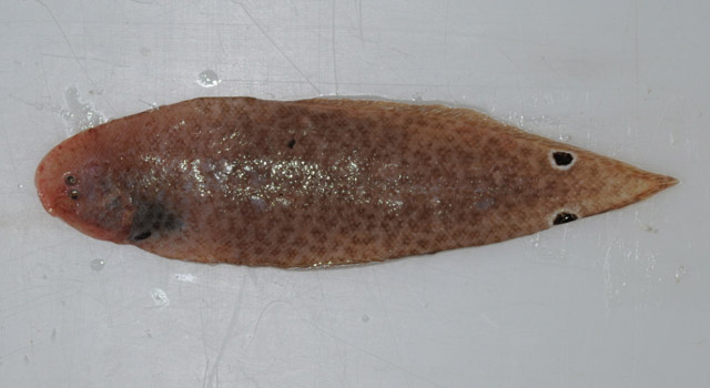 Cynoglossus maccullochi
