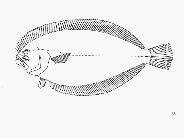 Cyclopsetta panamensis