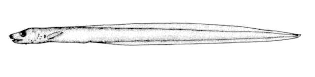 Derepodichthys alepidotus