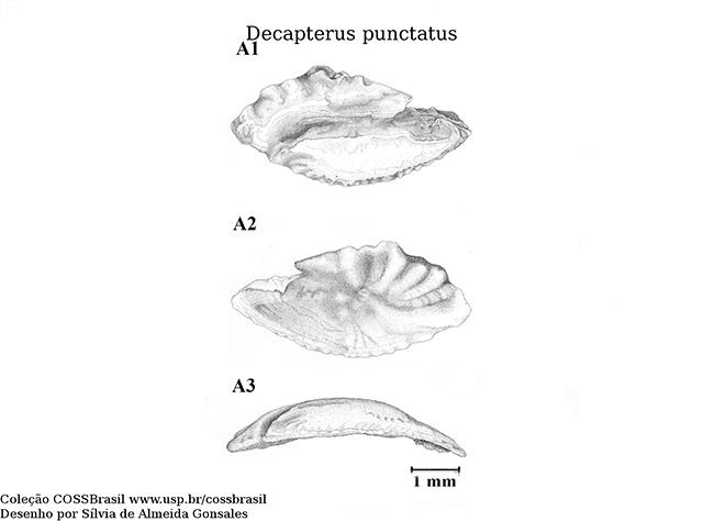 Decapterus punctatus
