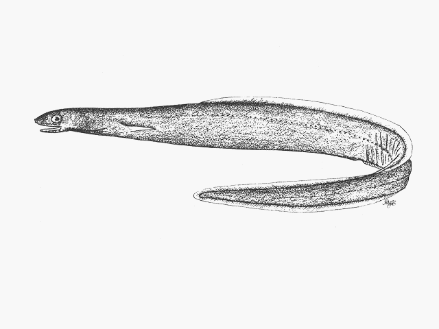 Derichthys serpentinus