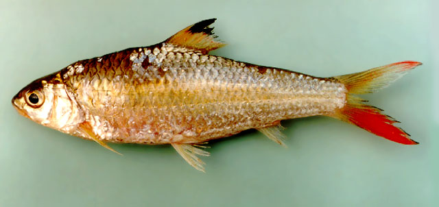 Discherodontus ashmeadi