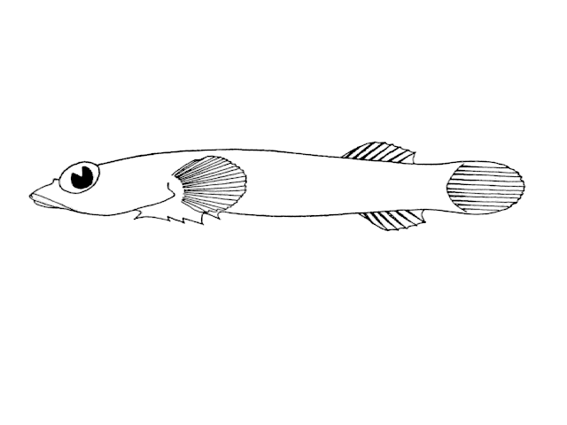 Diplecogaster pectoralis