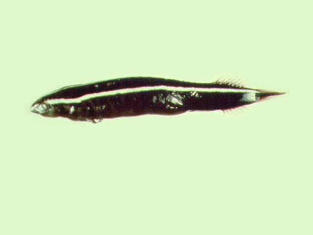 Discotrema crinophilum