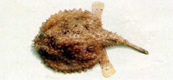Dibranchus japonicus
