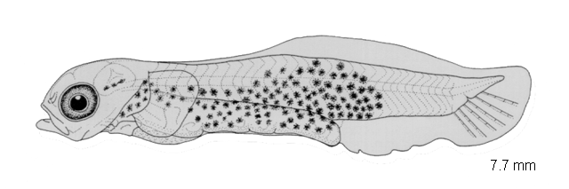 Diplocrepis puniceus