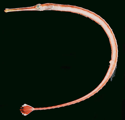 Dunckerocampus baldwini