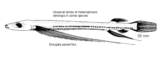 Dolichopteroides binocularis