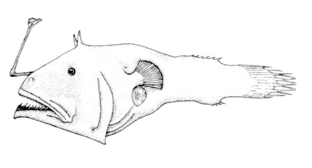 Dolopichthys pullatus