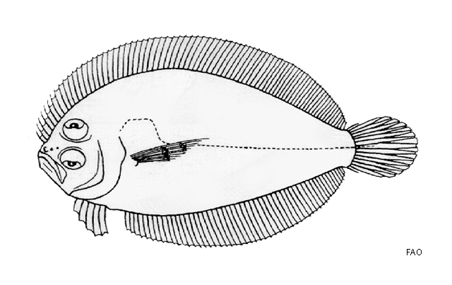 Asterorhombus cocosensis