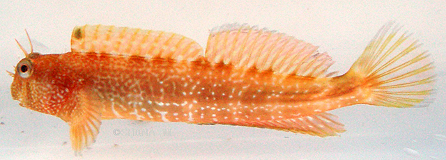 Entomacrodus stellifer