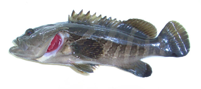 Epinephelus bruneus