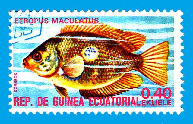 Pseudetroplus maculatus