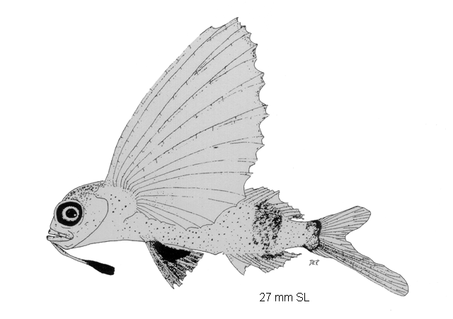 Exocoetus monocirrhus