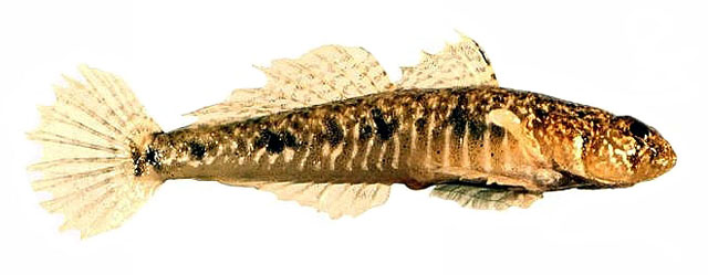 Favonigobius lateralis