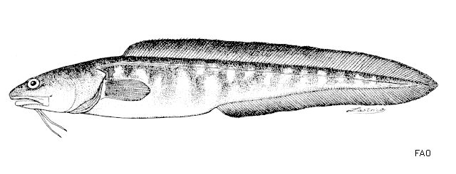 Genypterus capensis