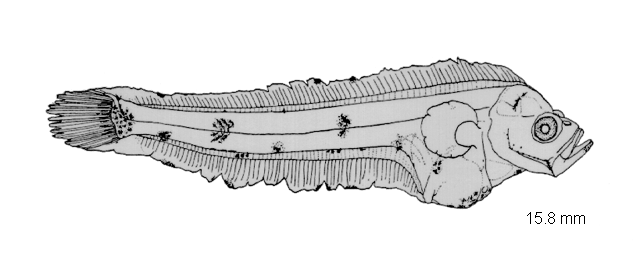 Glyptocephalus kitaharae