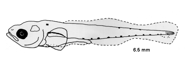 Gymnocephalus cernua