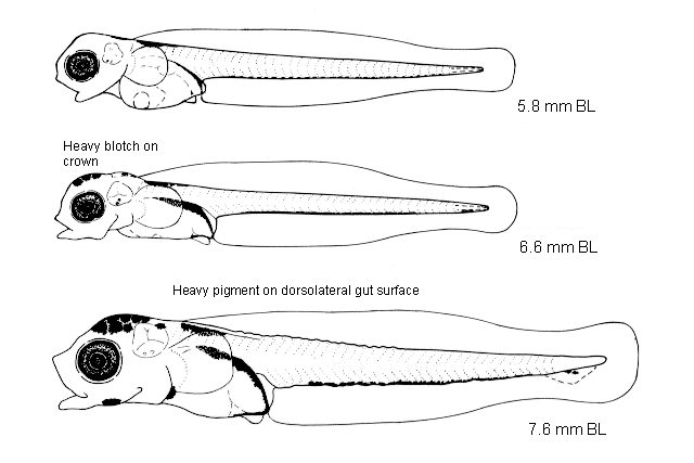 Gymnocanthus herzensteini