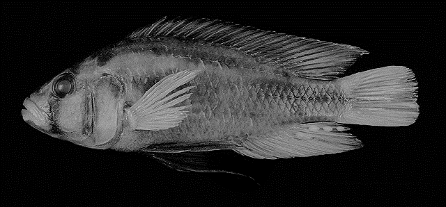 Haplochromis katavi